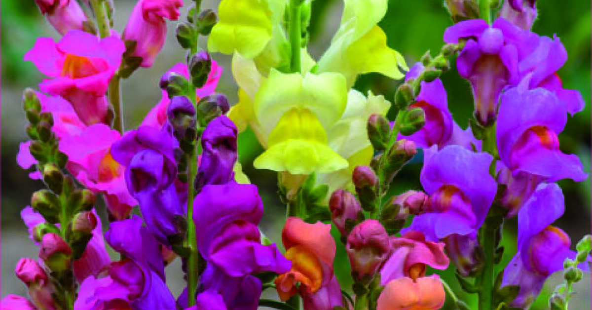 didieji-ioveiniai-rainbow-477016827808